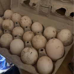 Fresh Duck Eggs