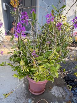 Purple epidendrum orchid
