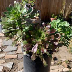 2diffrent kind of succulents 