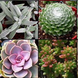 Succulent Plants 