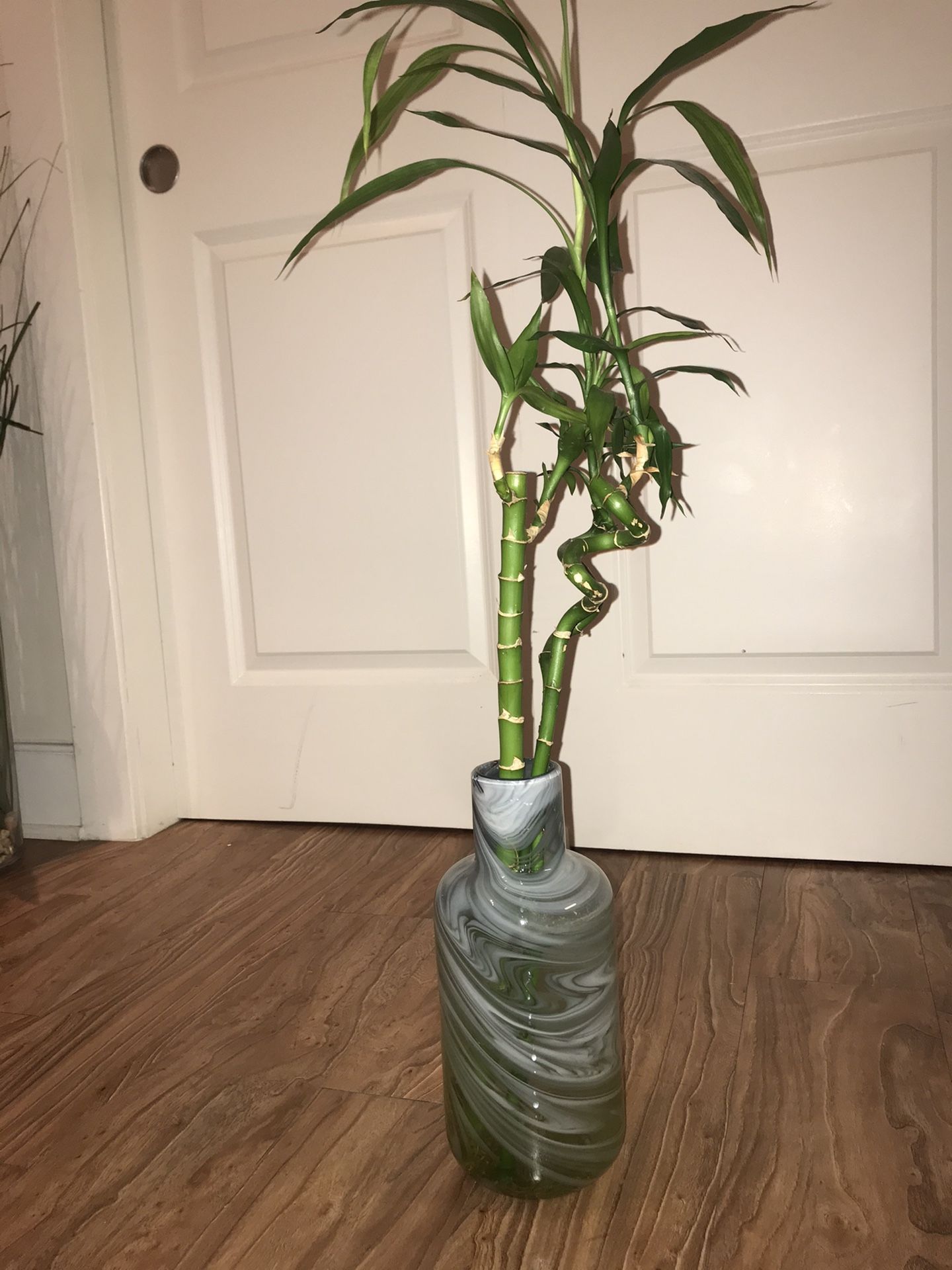 Blue vase with plants