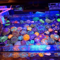 🔥CORALS DECORATIONS FOR MARINE TANK OVER 500 CORALS IN STOCK PICK-UP - DELIVERY  - SHIP