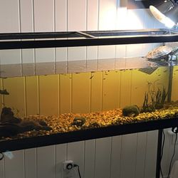 55 Gallon Aquarium Kit