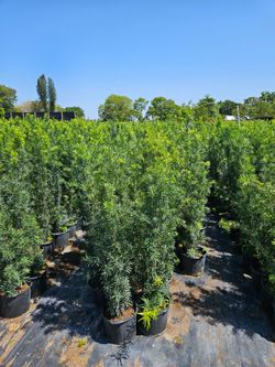 podocarpus Instant Privacy Hedge For Fence Green Full Ready