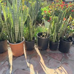 Snake Plants Snake Plant $20 Each Indoor Or Outdoor 