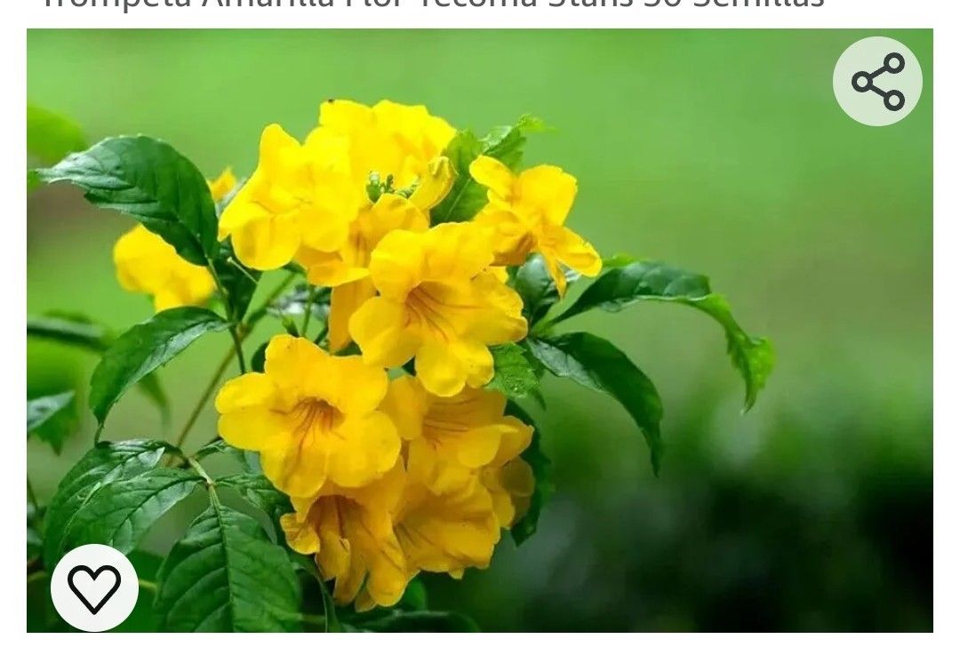 YELO TRUMPERT SEEDS COUNT 100