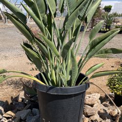 Birds of paradise
