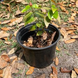 Surinam Cherry tree (aka Pitanga) $20