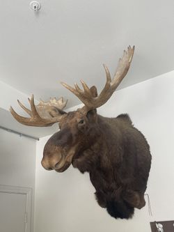 Eastern Canadian Moose Head