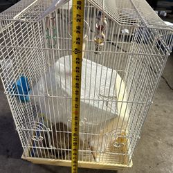 Bird Cage 