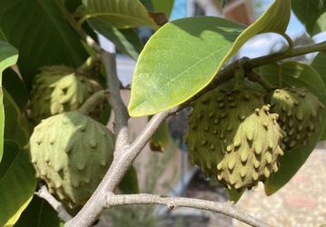 Cherimoya seeds for sale