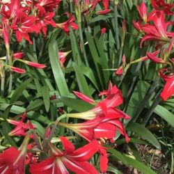 Amaryllis Bulbs