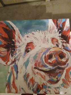 Beautiful Colors Pig Picture 