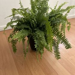 Gorgeous Boston Green Fern Houseplant Live Plant in Pot Home Decor Interior Garden