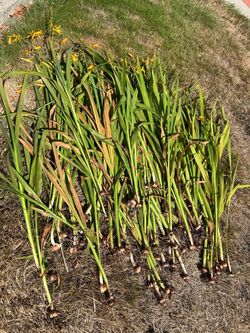 Bundle of  Crocosmia bulbs