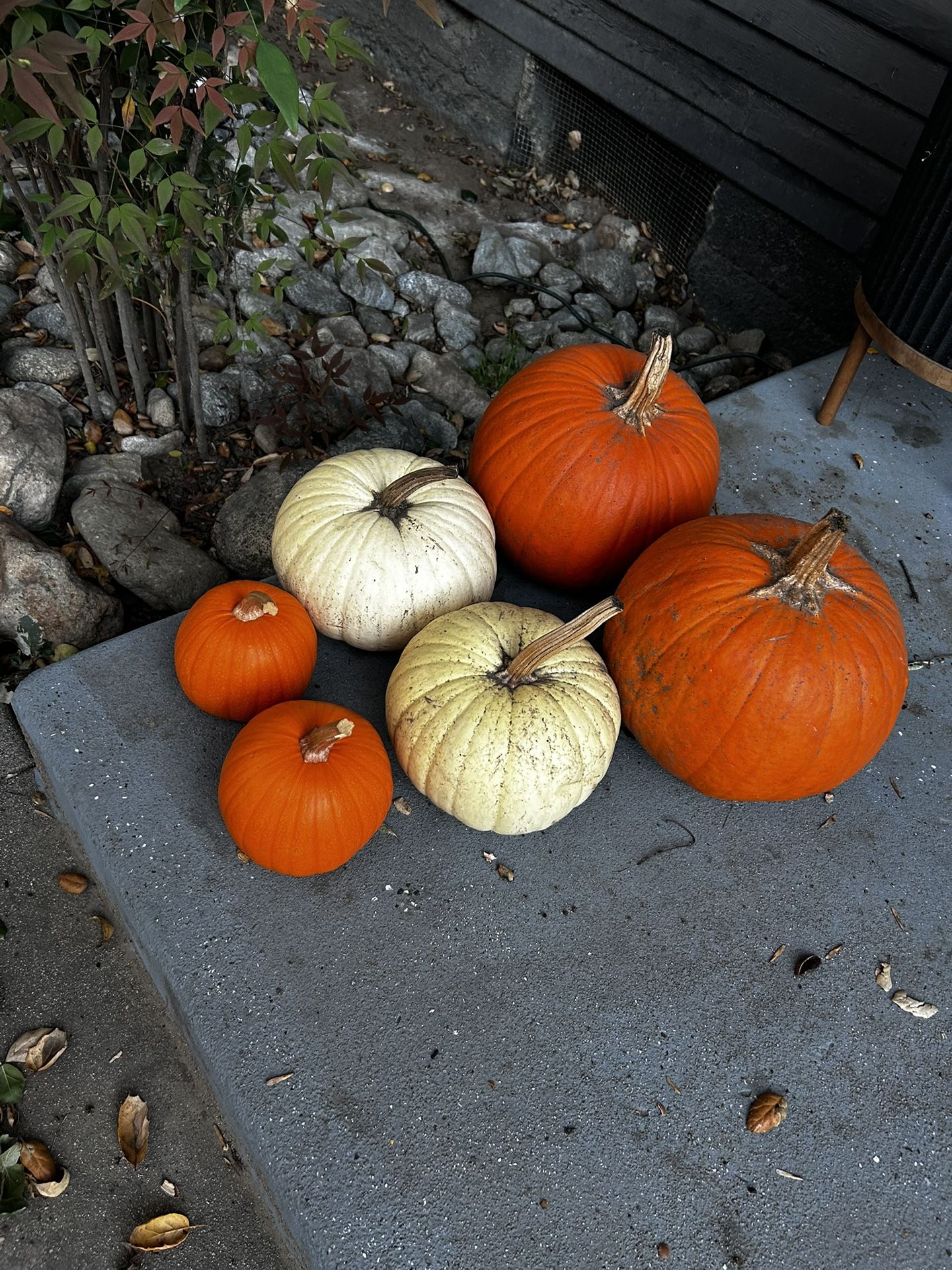 Free Pumpkins