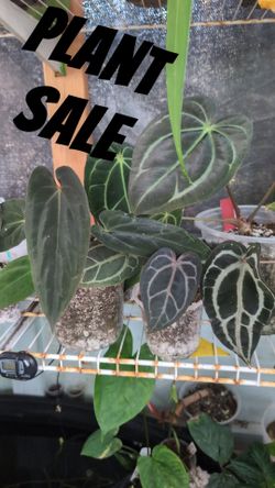 Plant sale