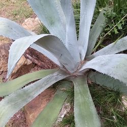 Plant Agave 