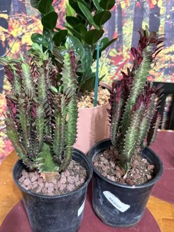 ♥️Euphorbia Royal Red Lucky PLANT❤️PLS READ DESCRIPTION
