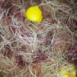 Wildcrafted Sea Moss Gel. Available In Pineapple Or Strawberry Flavor. Made With Real Fruit, No Additives