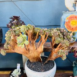 Aeonium Halloween Crest Imported