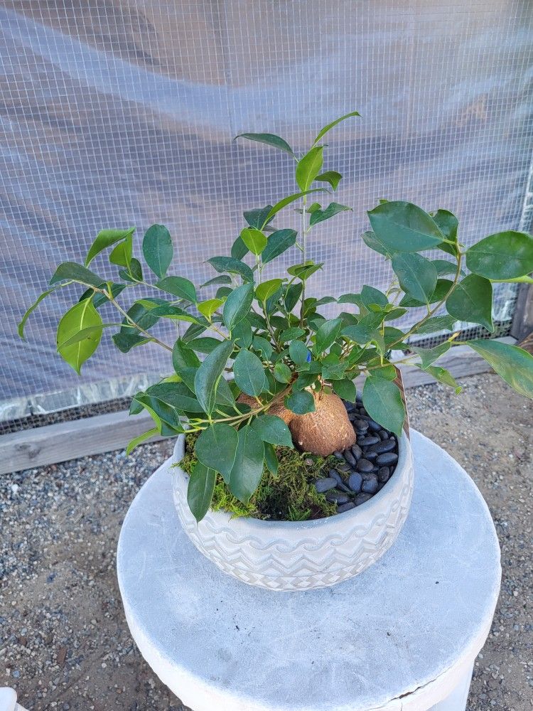Ficus Gensing Plant 8" Pot