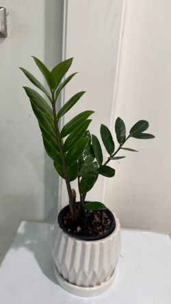 Zz Plant