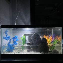 Fish Tank