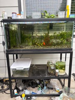 40 gallon breeder tank