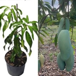 elephant Mango Grafted  Trees  🌳 arboles  de mango elefante  Injertados  3gal