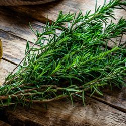 Rose Mary Plants  🪴💊