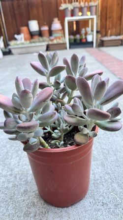 Cotyledon orbiculata in 1 gallon
