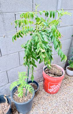 Curry leaf plant in 5 gallon pot, 4 ft tall