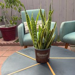 Plant Sinsiveria (lengua De Suegra ) 