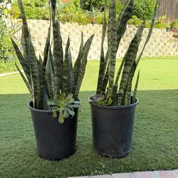 Two Snake/Sanseveria Plants with firm stems 37” tall, 5 gallon pot. Comes with succulents.