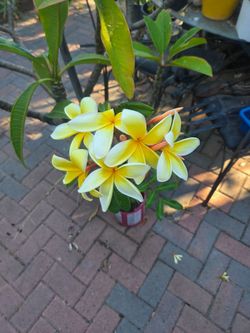 Rooted  plumerias. Healthy