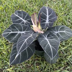 ALOCASIA BLACK VELVET (“6 Pot) Make Big Impression In Small Spaces!!