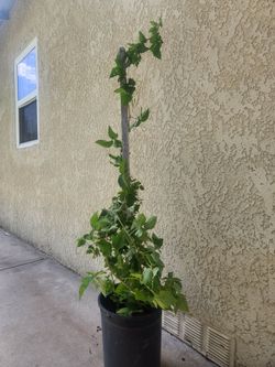 Boysenberry plant