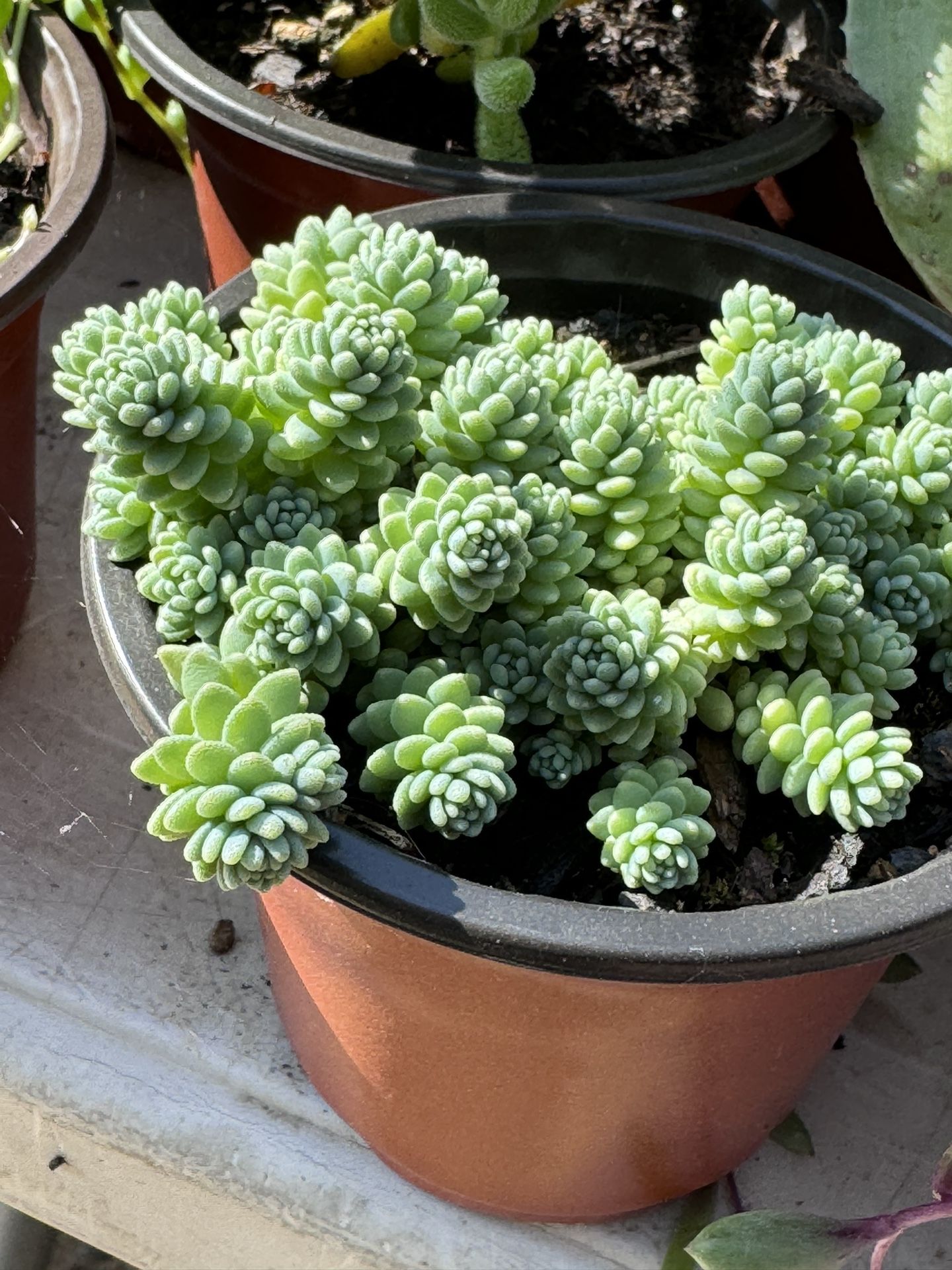 Succulents Plants 4”pot