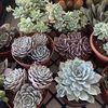 Itty Bitty Succulents 