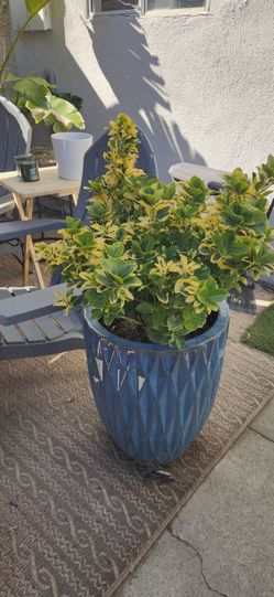 Golden Euonymous fortune in Large Blue Ceramic Planter