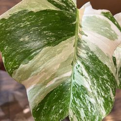 Variegated Monstera Albo Plant Cutting ( Pls Read Description Below)