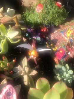 Succulents with hand painted fairy houses