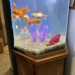 Fish Tank 