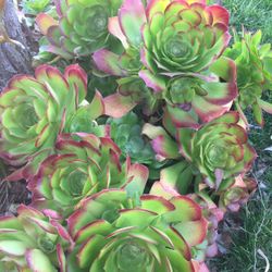 Succulents