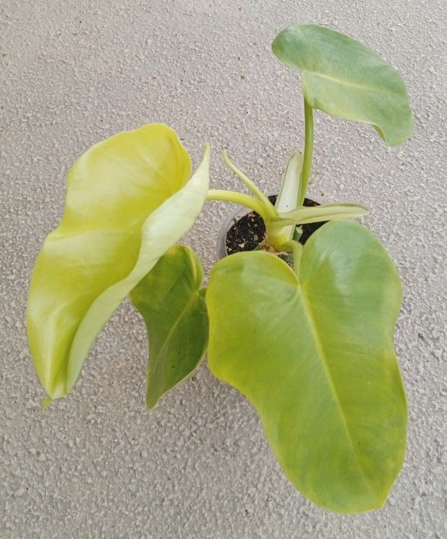Philodendron Golden Violin Plant