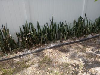 Snake Plants There's A Lucky Boy Then
