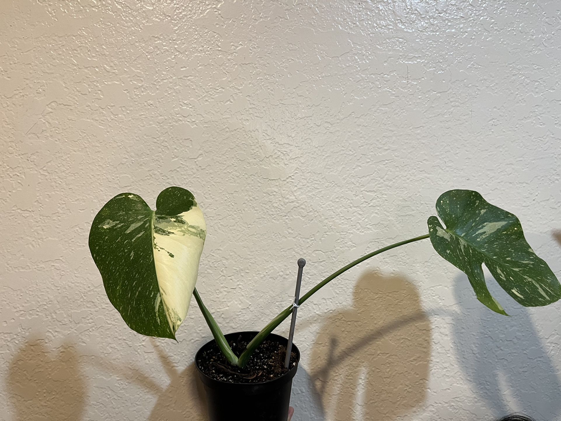 thai constellation monstera half moon rooted,6 pot ,$400 cash