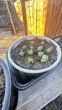 Kalanchoe plants