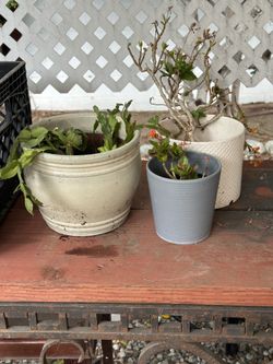 Three ceramic pots with succulents. Waite and Gray.